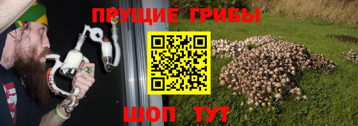 Псилоцибиновые грибы Psilocybe Шадринск